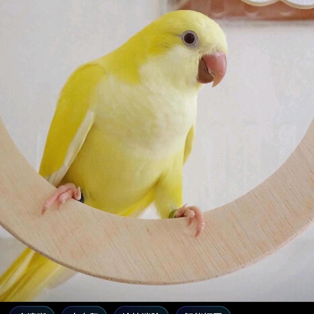 砀山县和尚鹦鹉小太阳鹦鹉繁育中心