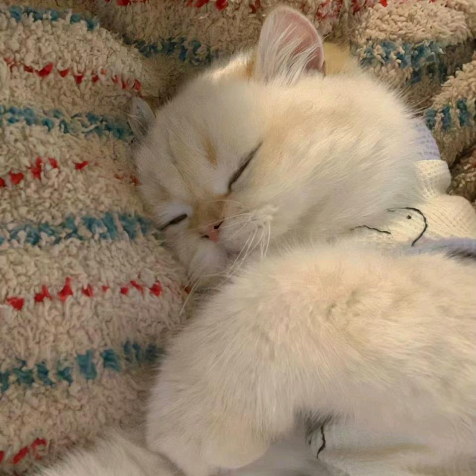 吃面包的猫