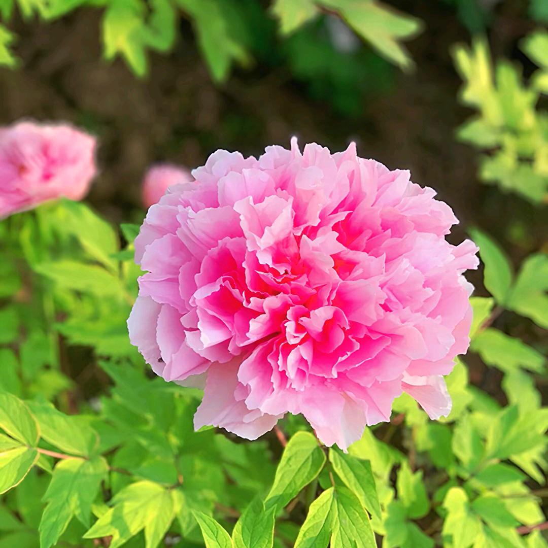 芙容花