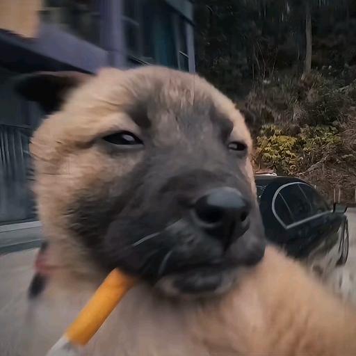 被窝数羊达人