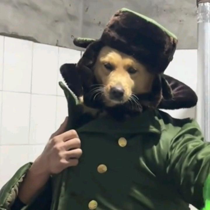 会跑的猫