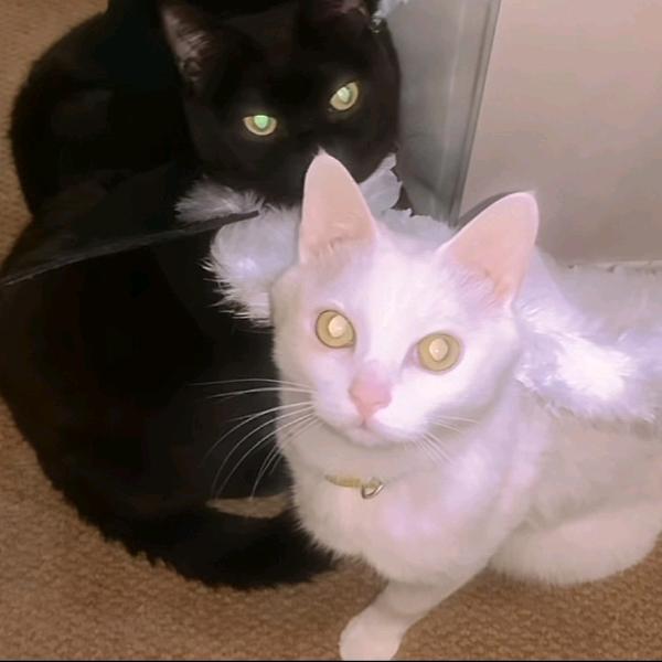 飞到外太空喝绿茶