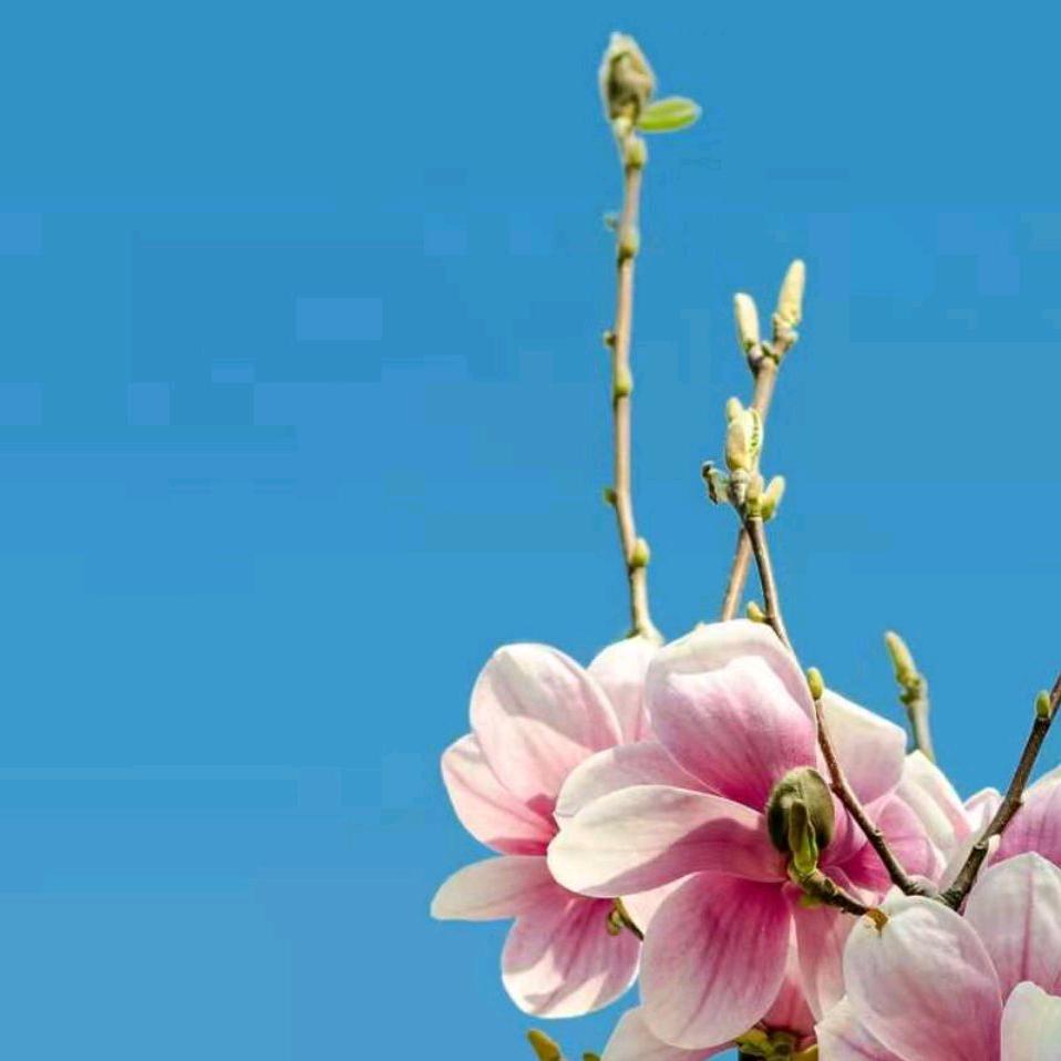 杜，人生如梦