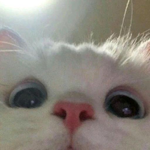 求求你不要下播