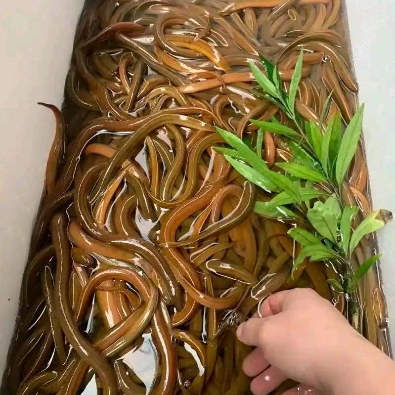 黄鳝养殖~