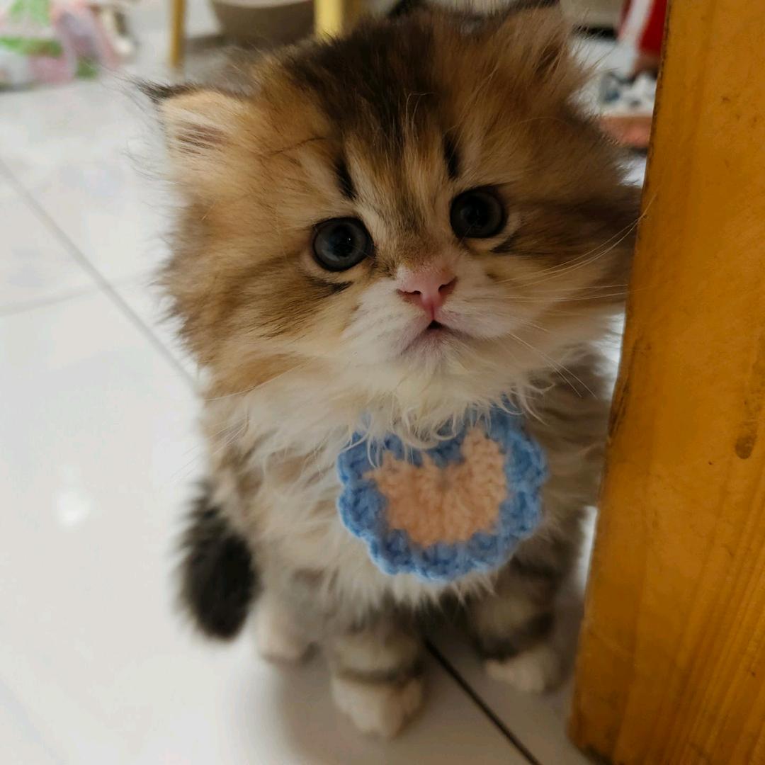 小久久和大咪