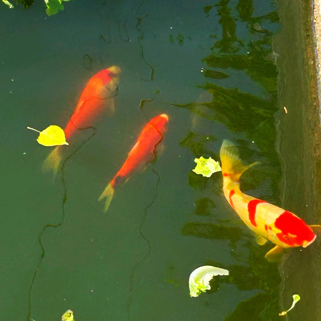 益        民（闲茶）
