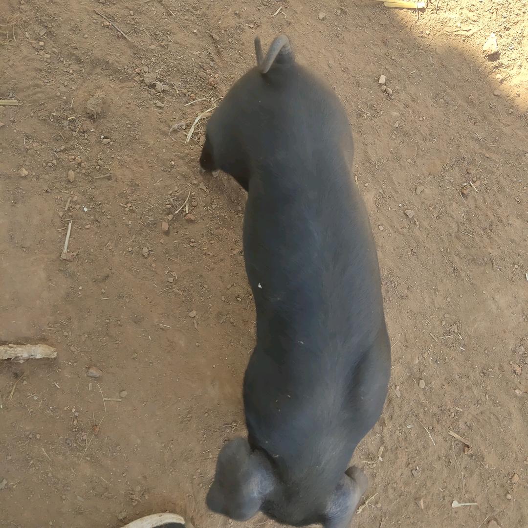 生态黑猪