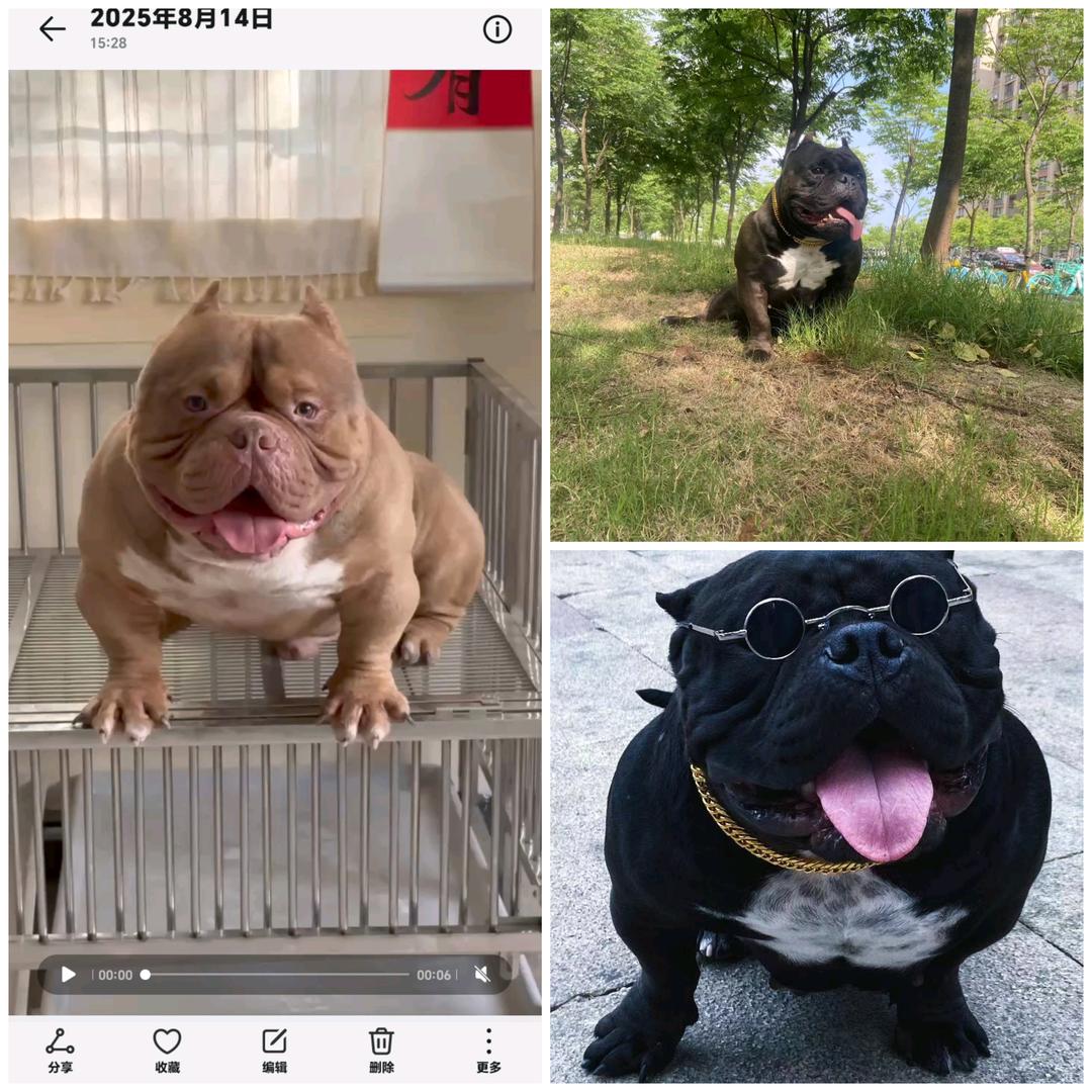 🐇蒋℘（丹丹恶霸犬）有小狗