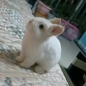 😘Snowball🐰