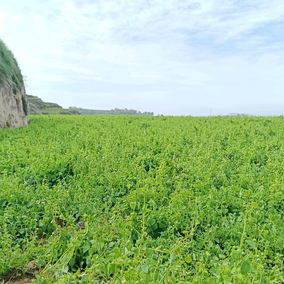 定西参芪农产品优选