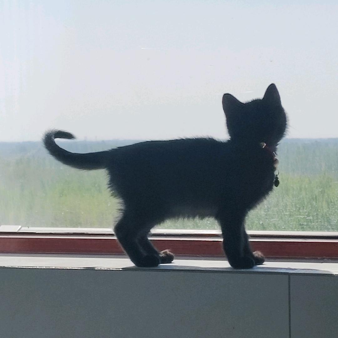 永生花