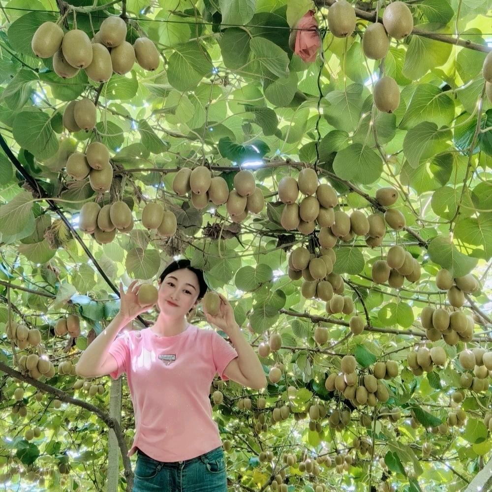 汉中西乡堰口猕猴桃小妹（顺丰发全国）