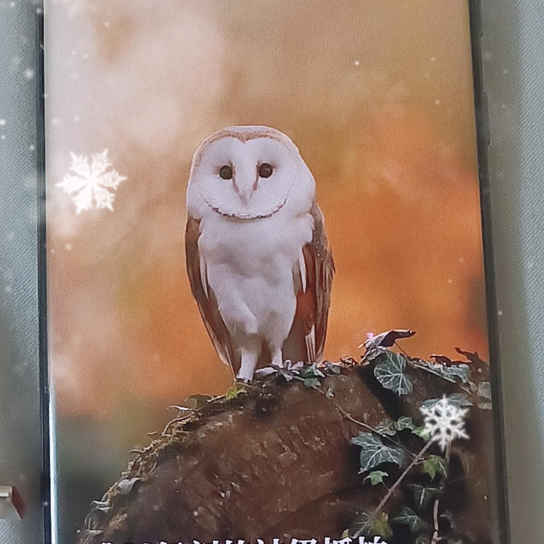 🎄🐭唔眼训🐭🎄