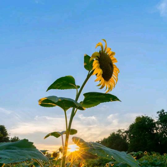 爱小边的好物分享铺
