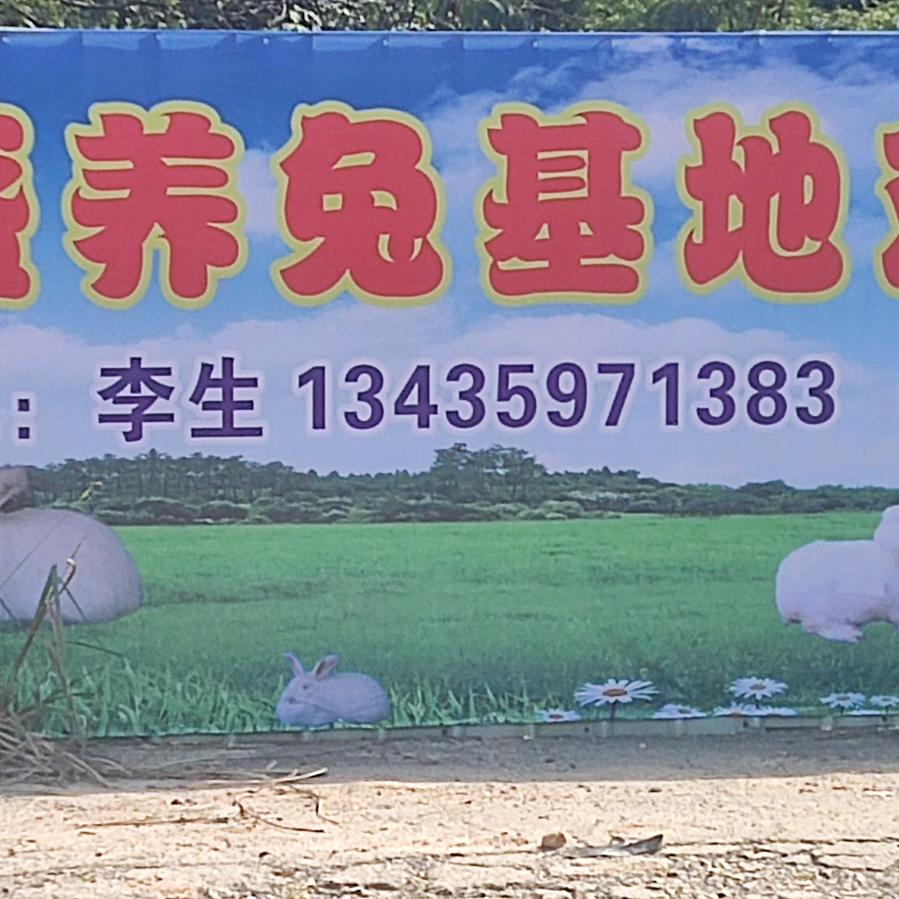 广东养兔基地🐰🐰🐰