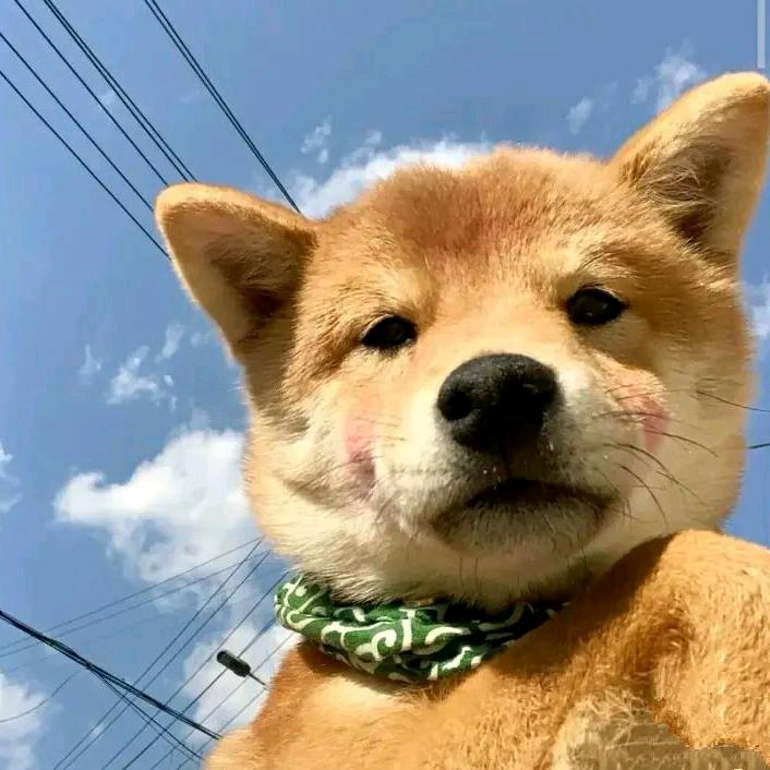 陈鹏鹏