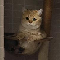 小钻风招谁惹谁