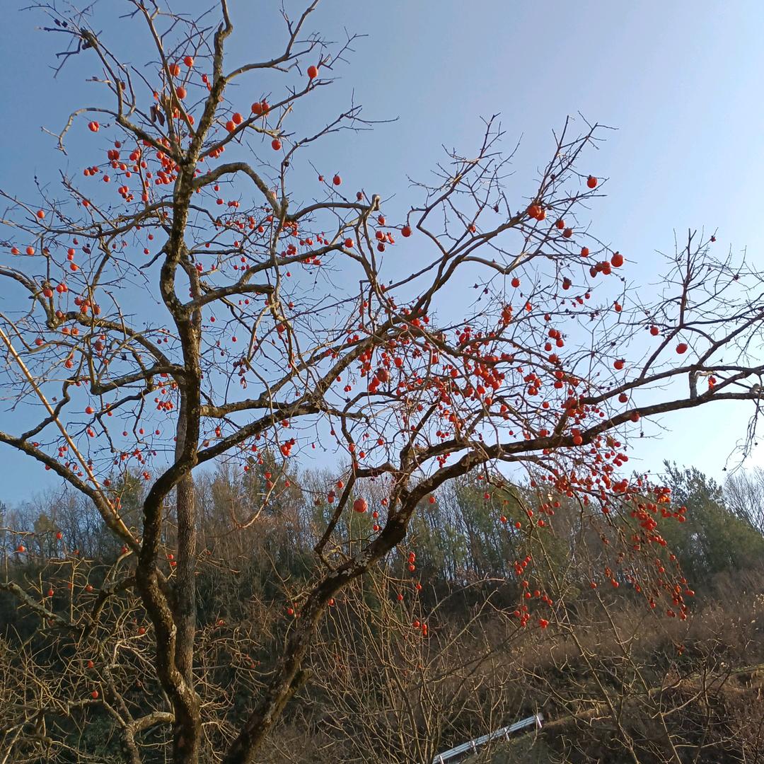 小葫芦《拒绝私聊》