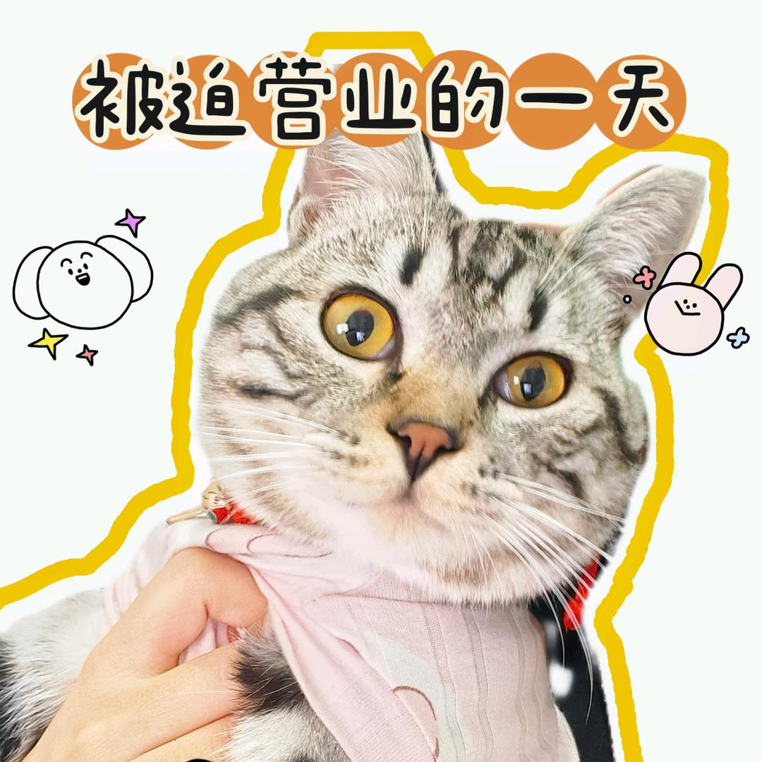 呆喵这个小东西🐰🐱