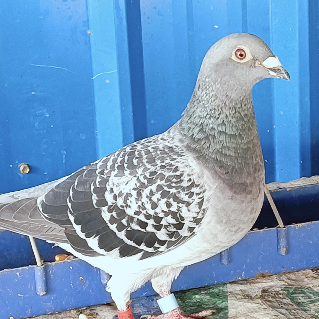 梦醒♀8℡伤人心