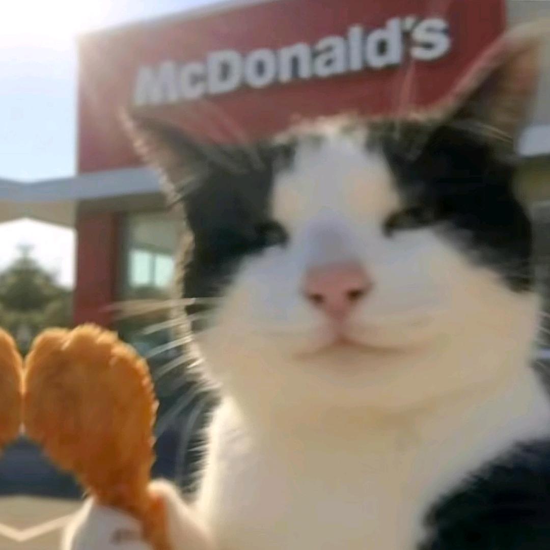 机器猫小姐