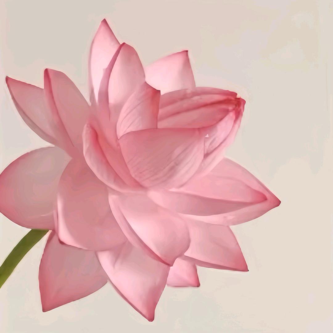 静心清韵🙏🙏🙏