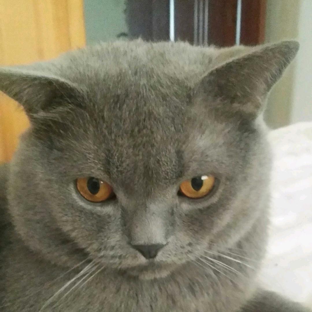 稳了