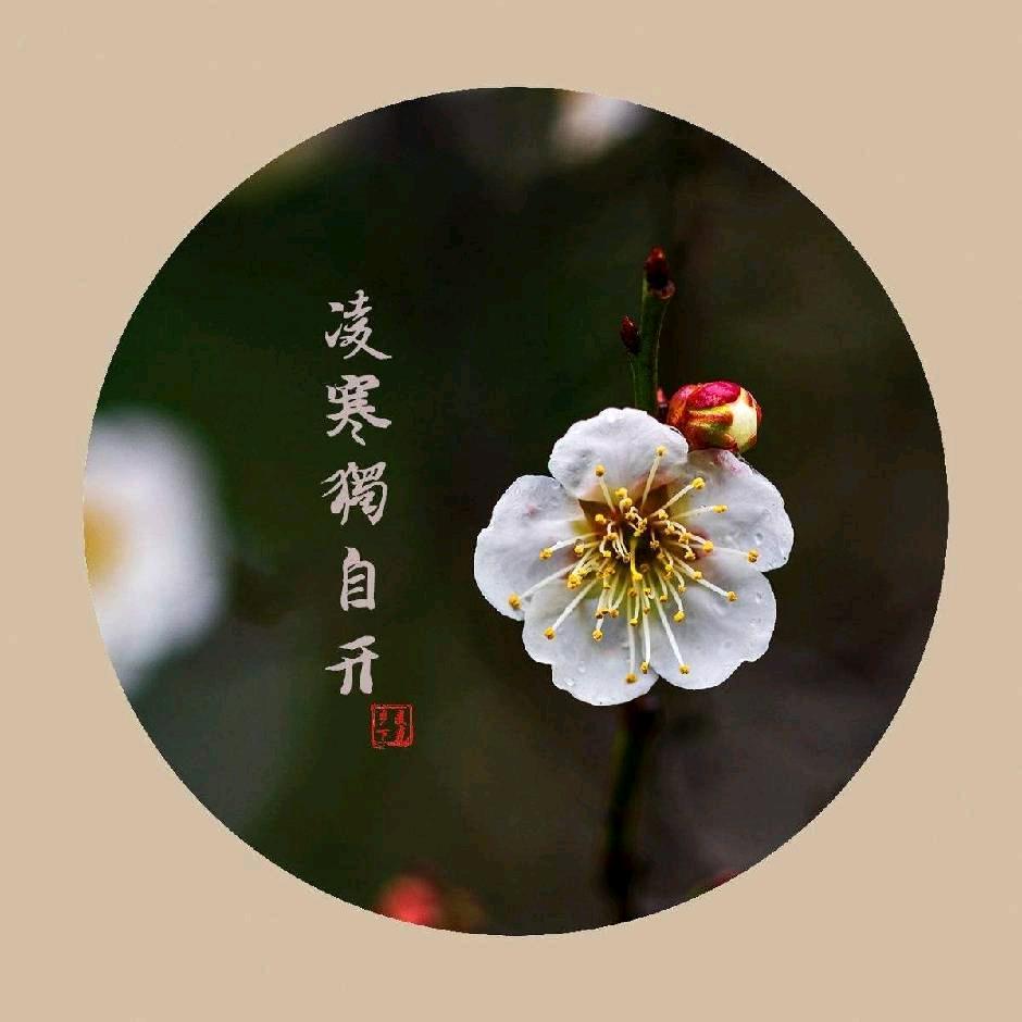 星辰大海  梅