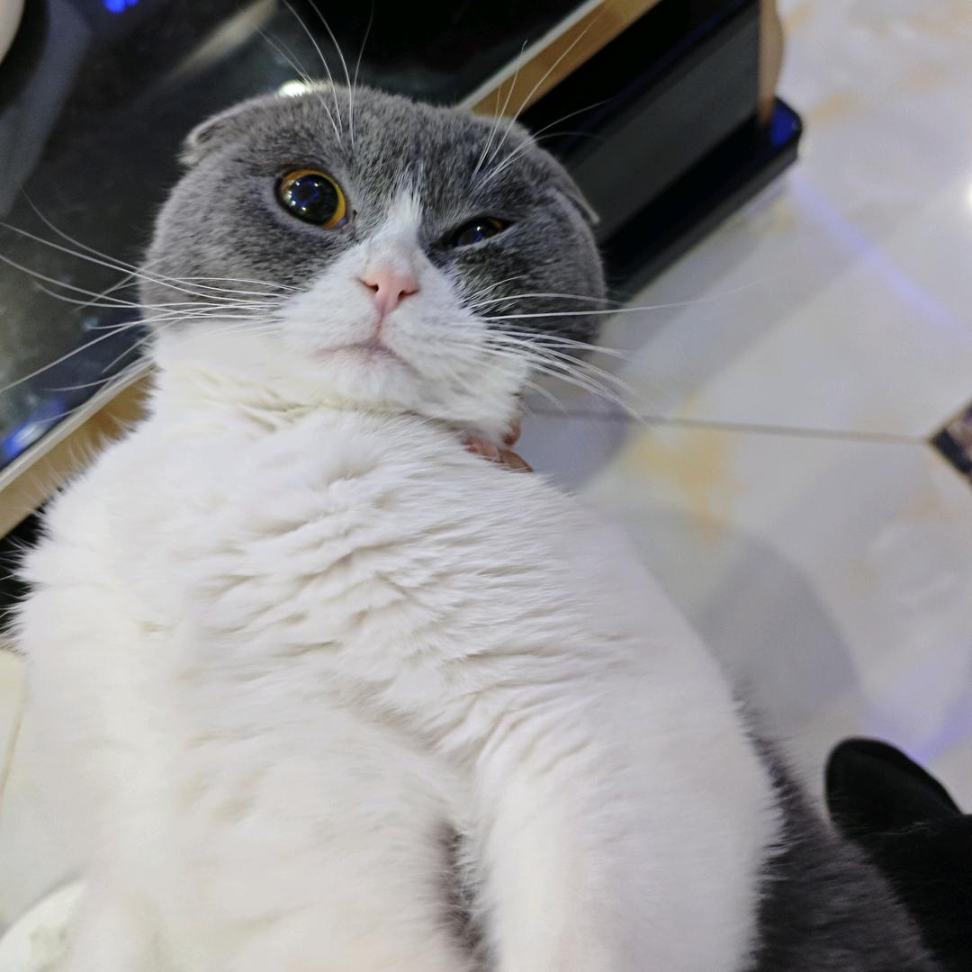 懒羊羊懒大王～泡芙