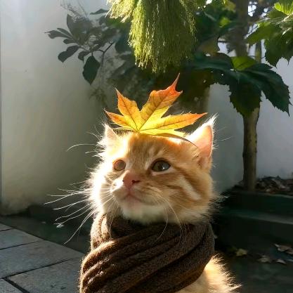猫猫日记
