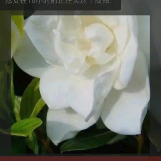 🌺夕阳☘️