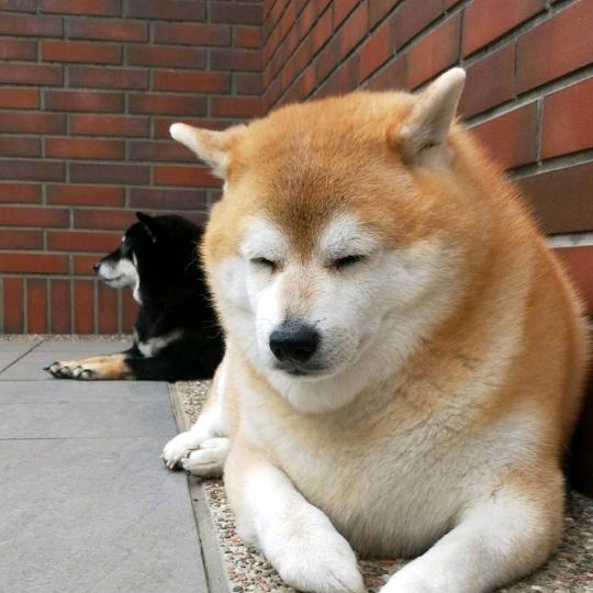柴犬
