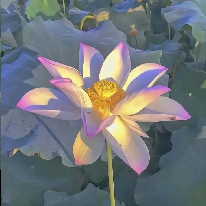 清香🌷.
