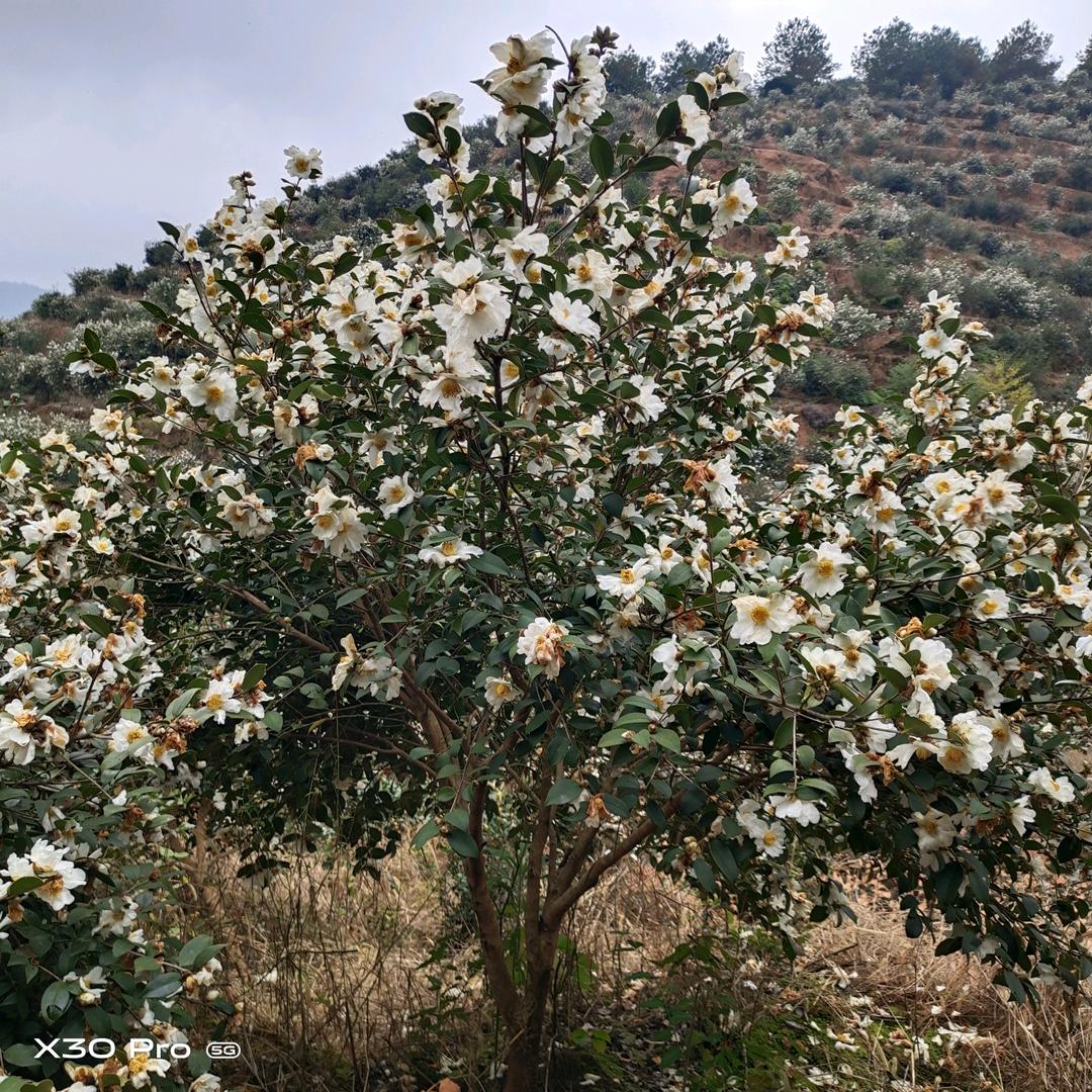 洵溪亭，山茶油，