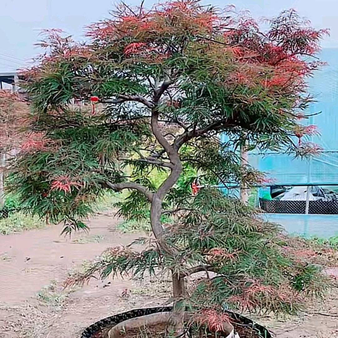 同成花卉