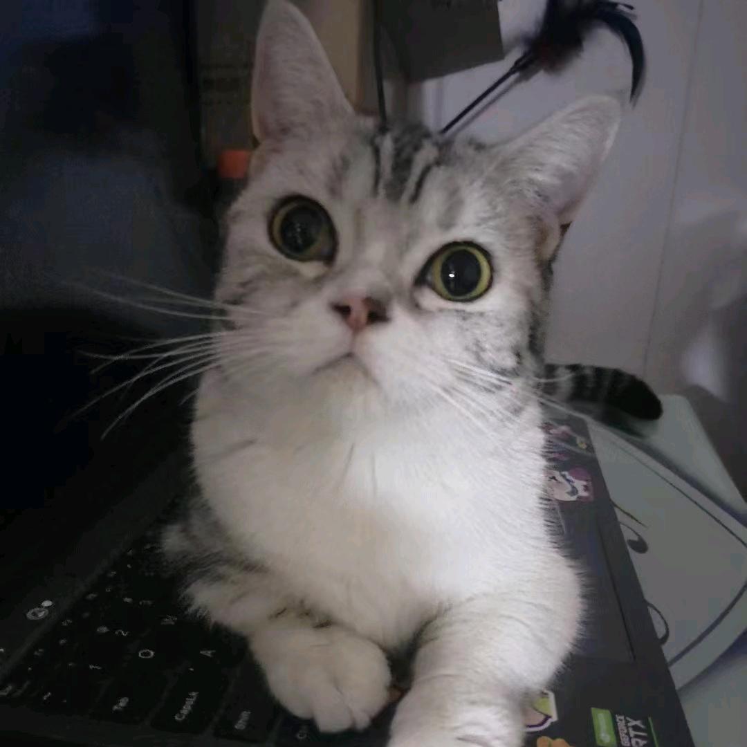 美短喵喵队