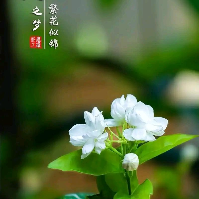@@邀月对影
