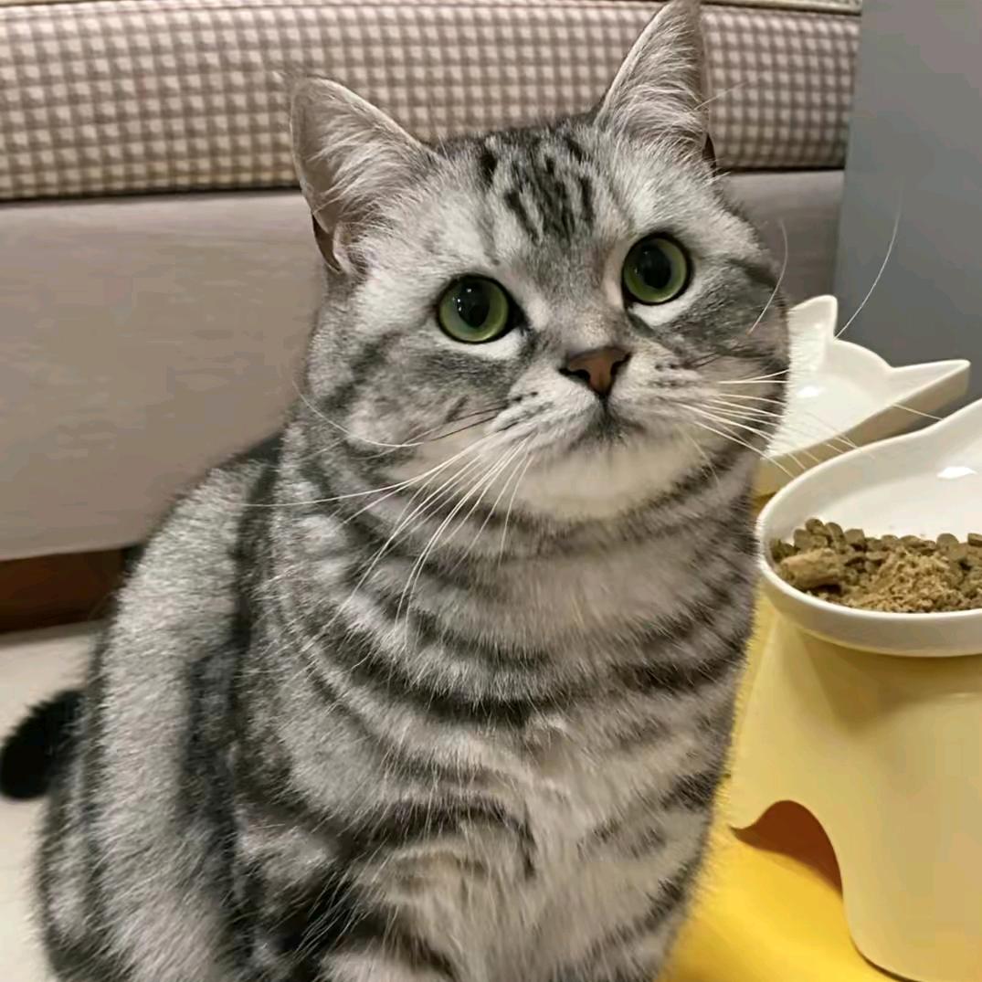 黑猫不是警长