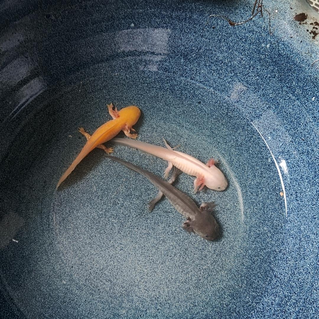 浅忆清风