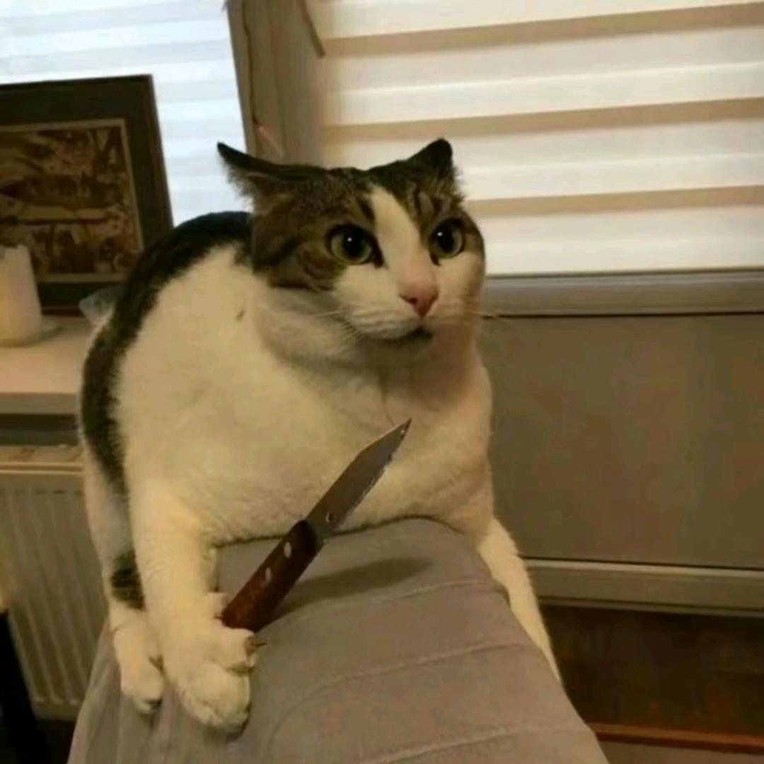 猫meme羊仔