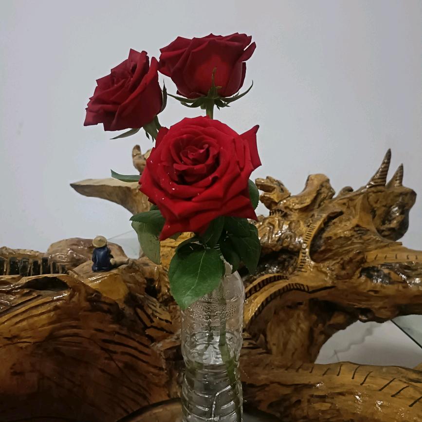 无心❤️丫头