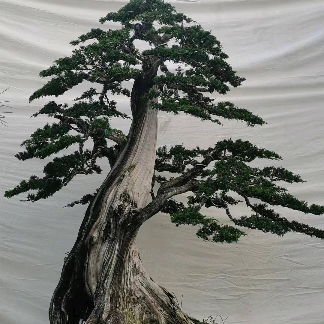 新泰华兴盆景园