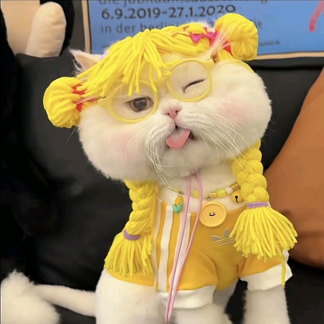 *₍˄·͈༝·͈˄*₎◞ ̑̑喵呜