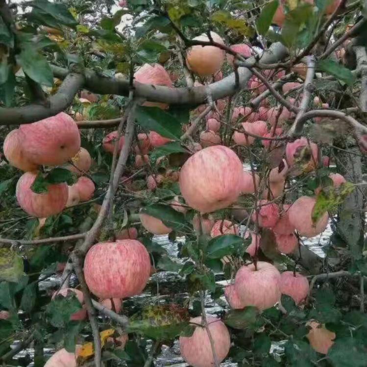 朱朱挖机