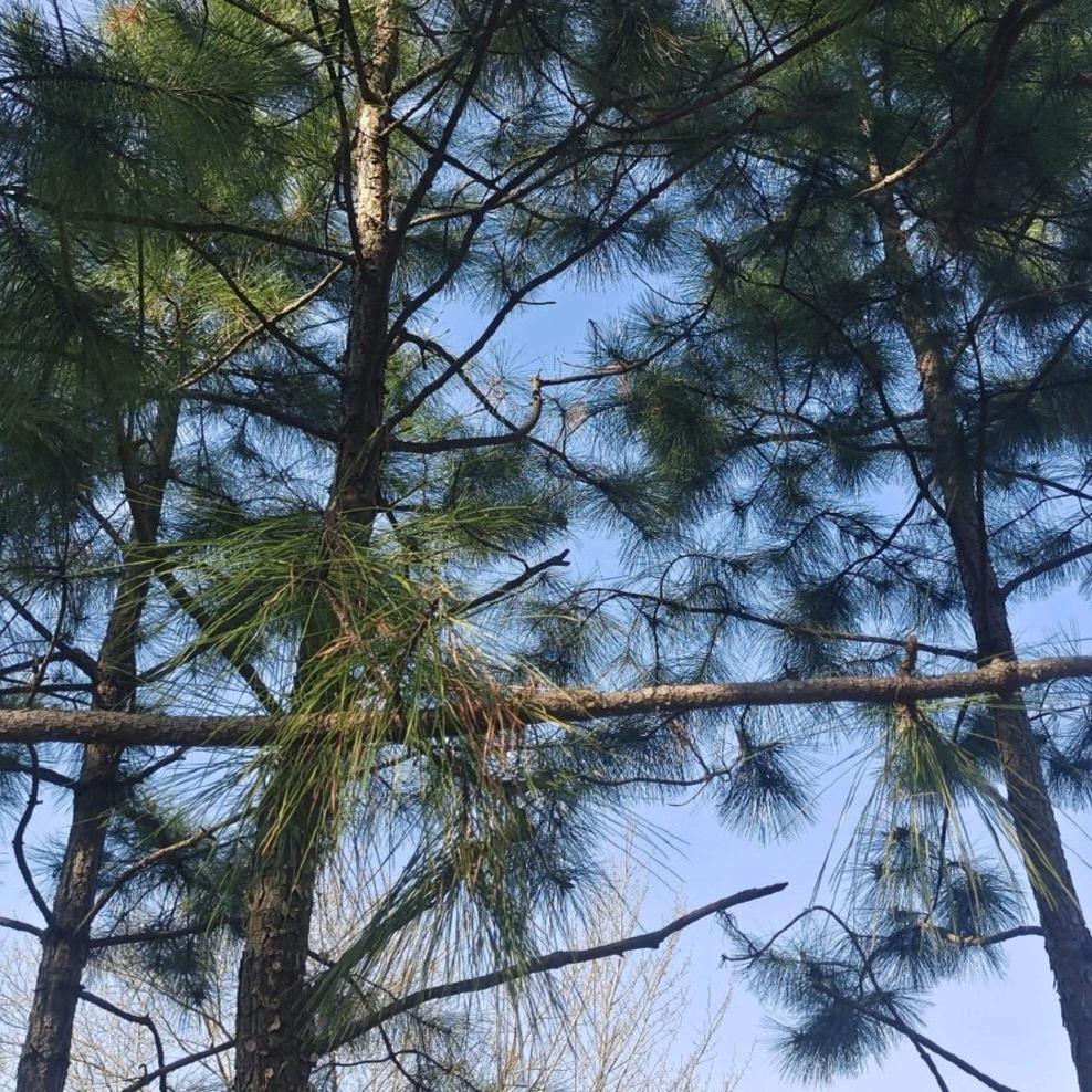 生活不过如此呀