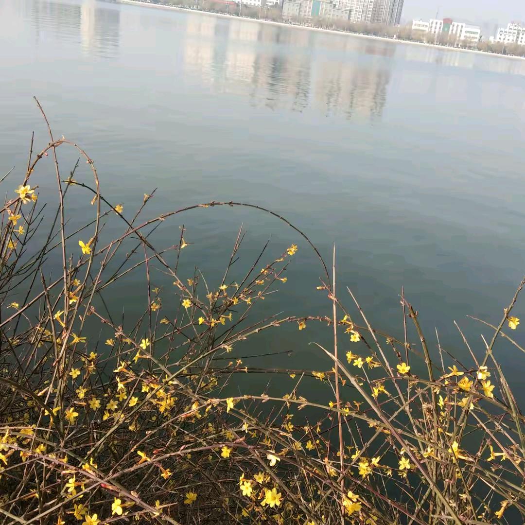 一叶风秋