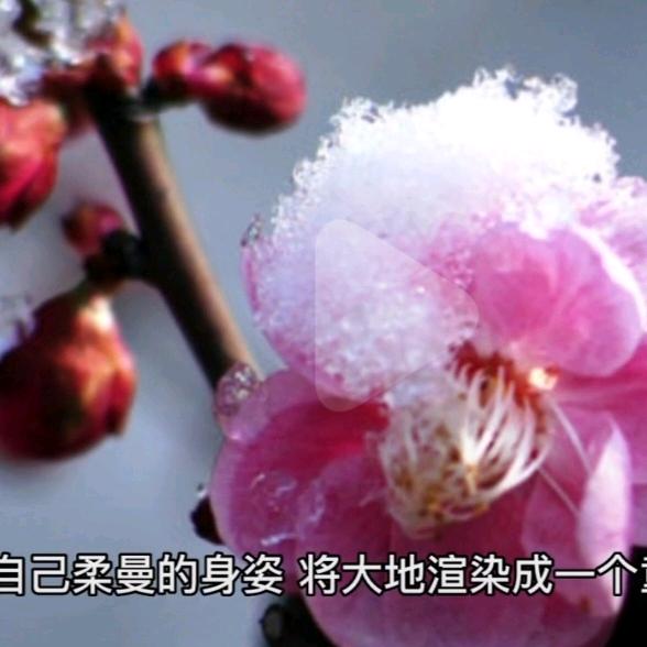 落雪无声