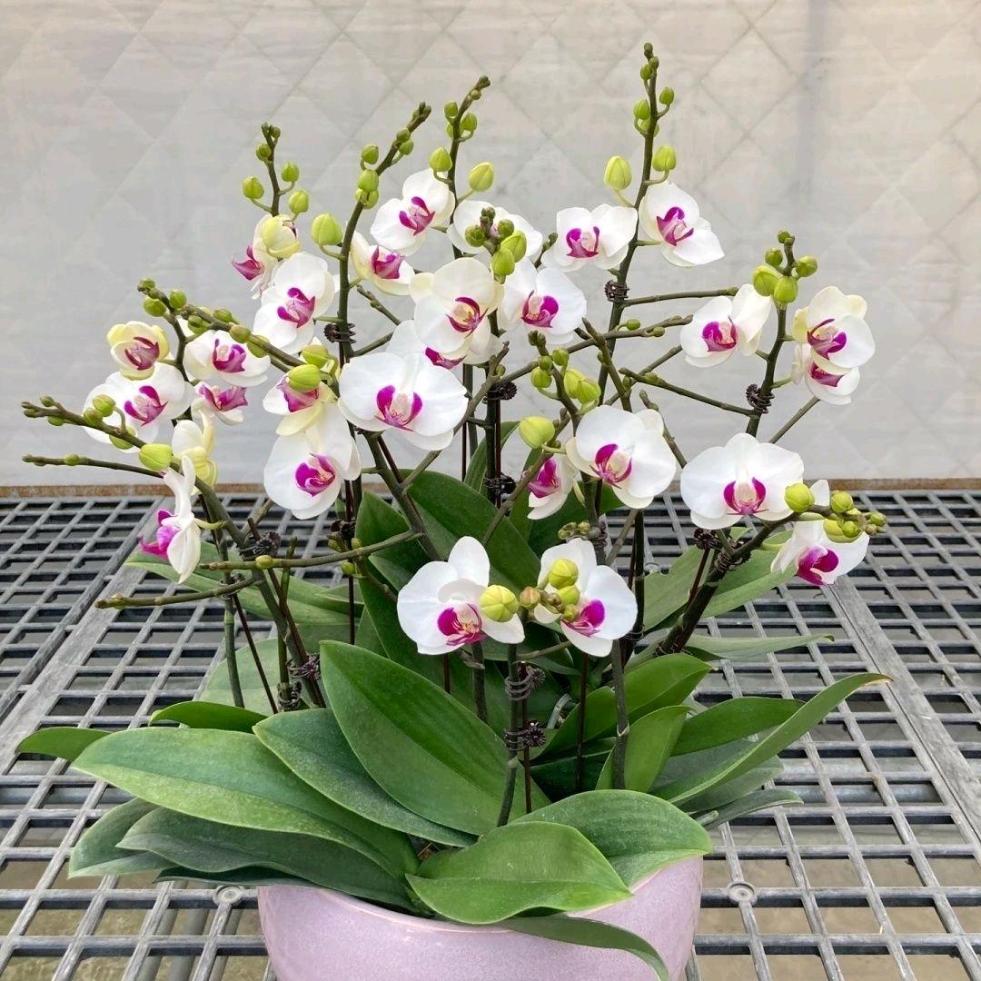 玉华蝴蝶兰基地