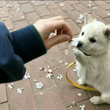 鱼鱼。